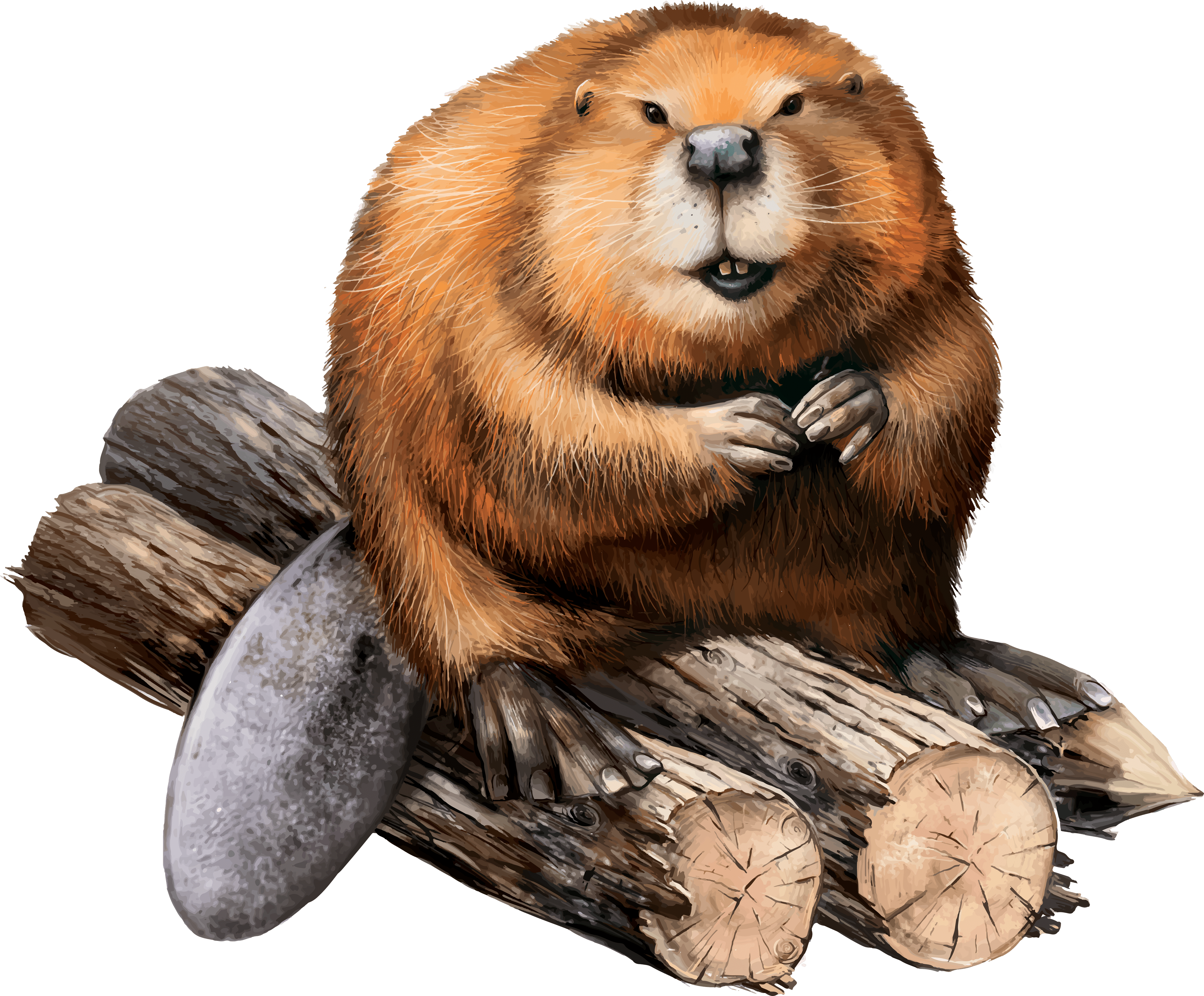 beaver png 20 free Cliparts Download images on Clipground 2024