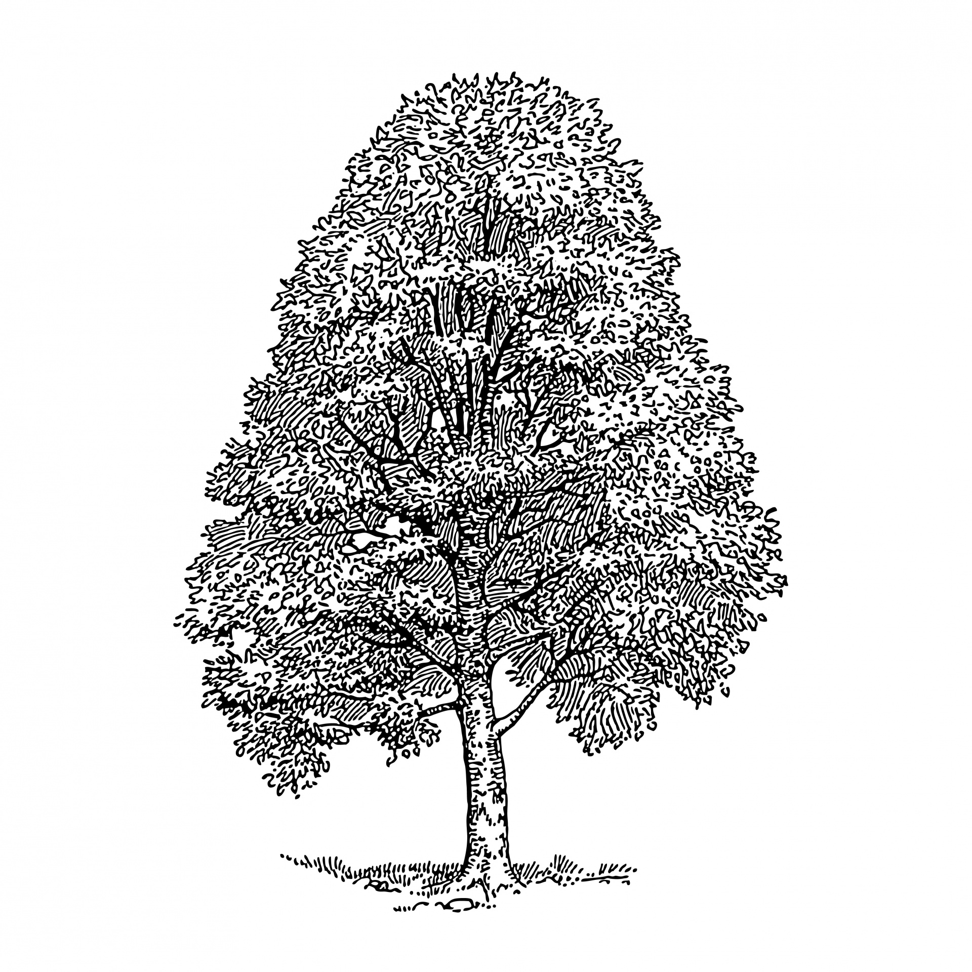 Beech clipart 20 free Cliparts Download images on Clipground 2021