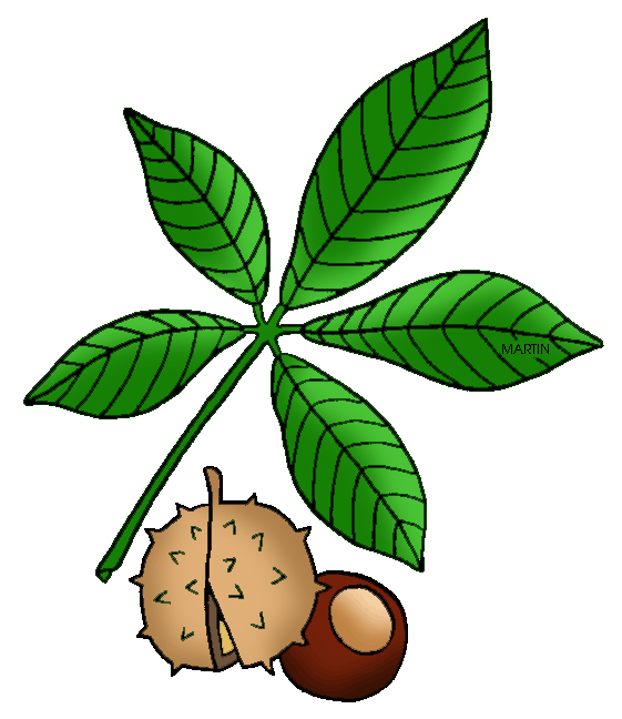 Buckeye tree clipart 20 free Cliparts Download images on Clipground 2019