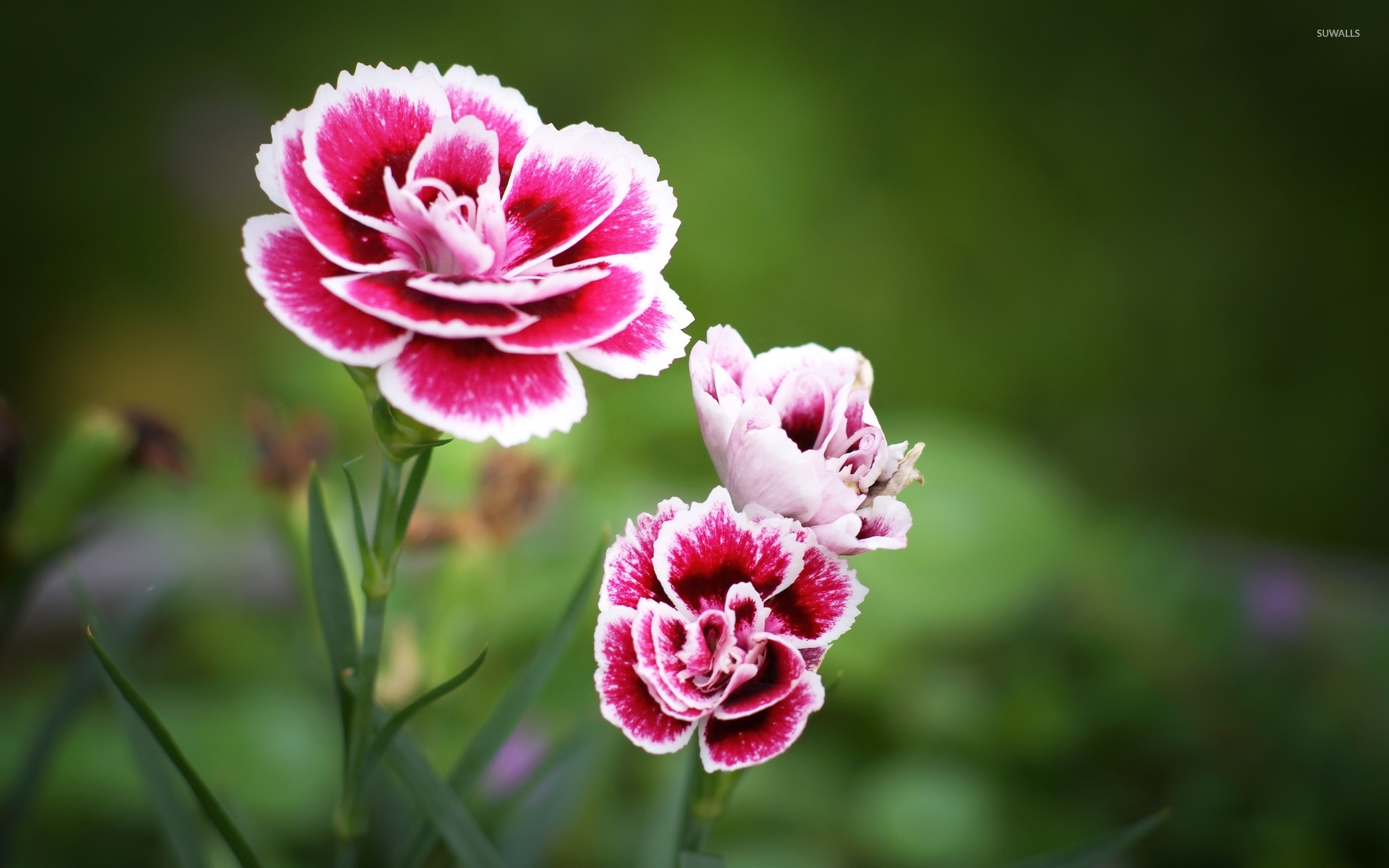 carnations 20 free Cliparts Download images on Clipground 2019