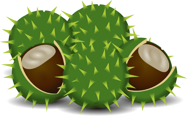 Chesnut clipart Clipground