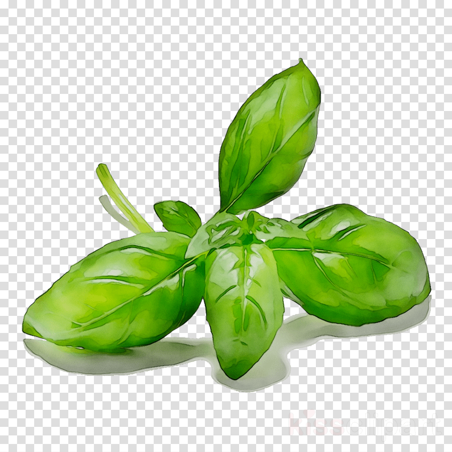 clipart basil 10 free Cliparts Download images on Clipground 2024