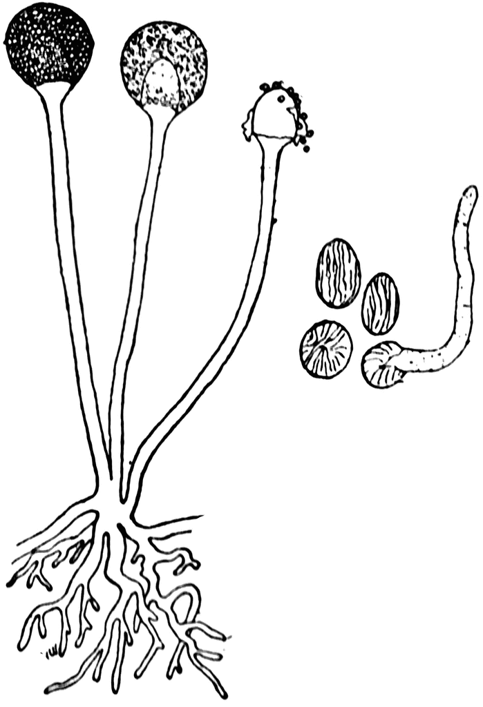 clipart mold 10 free Cliparts Download images on Clipground 2024