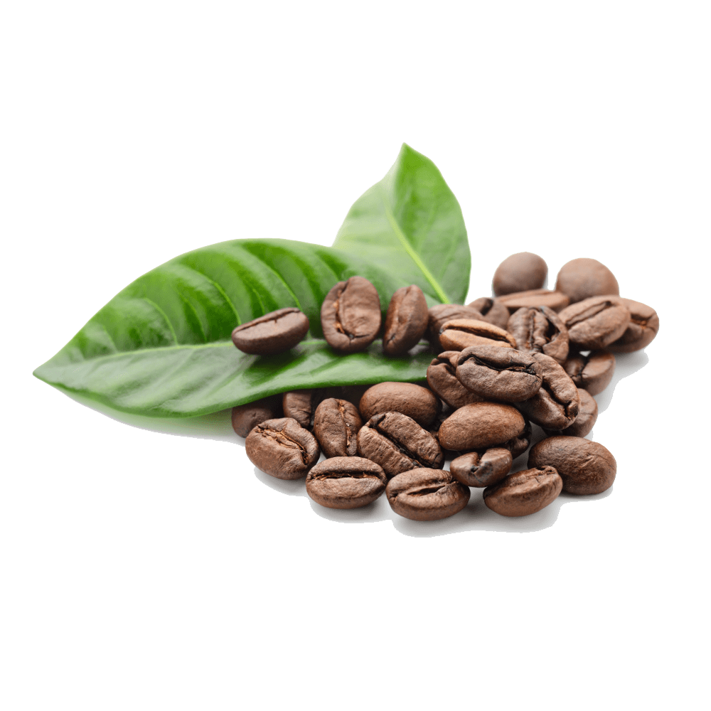 coffee leaf png 20 free Cliparts Download images on Clipground 2024