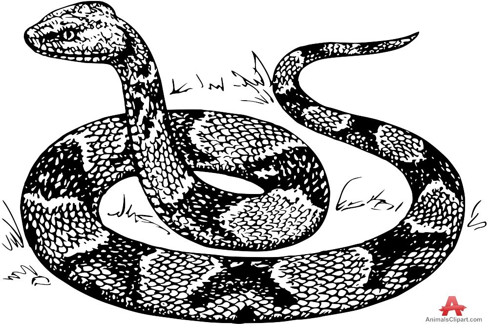 Copperhead clipart 20 free Cliparts Download images on Clipground 2022