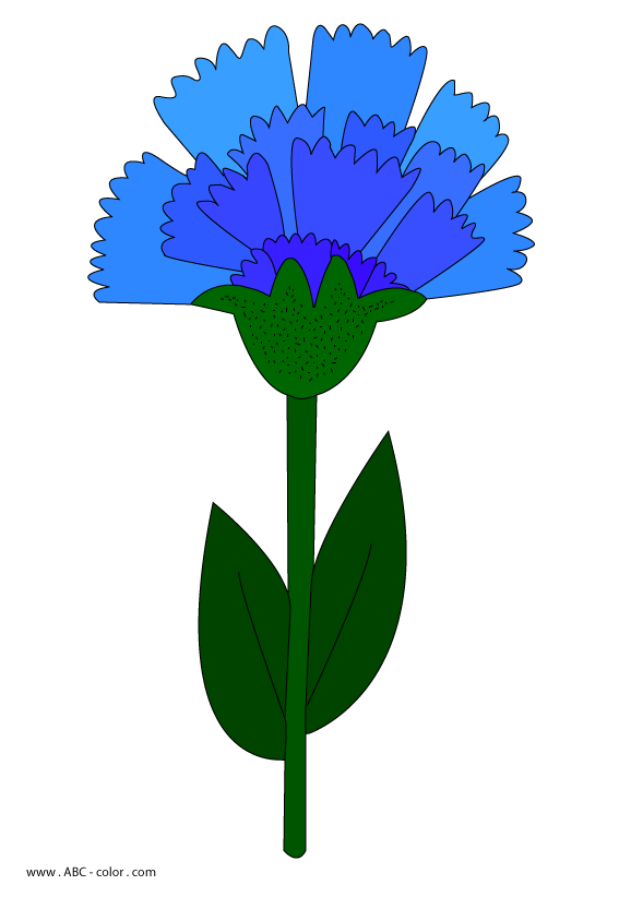Cornflower clipart Clipground
