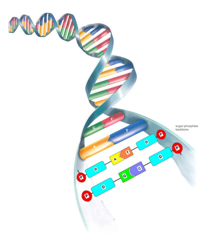 dna replication clipart 10 free Cliparts Download images on