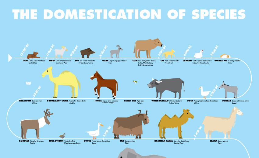 Domestication clipart Clipground