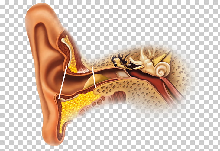 earwax clipart 10 free Cliparts Download images on Clipground 2021
