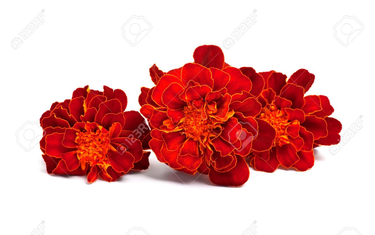 flowers without background Clipground