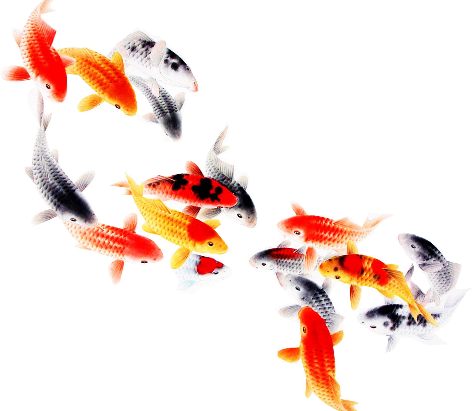 koi fish png 10 free Cliparts Download images on Clipground 2021