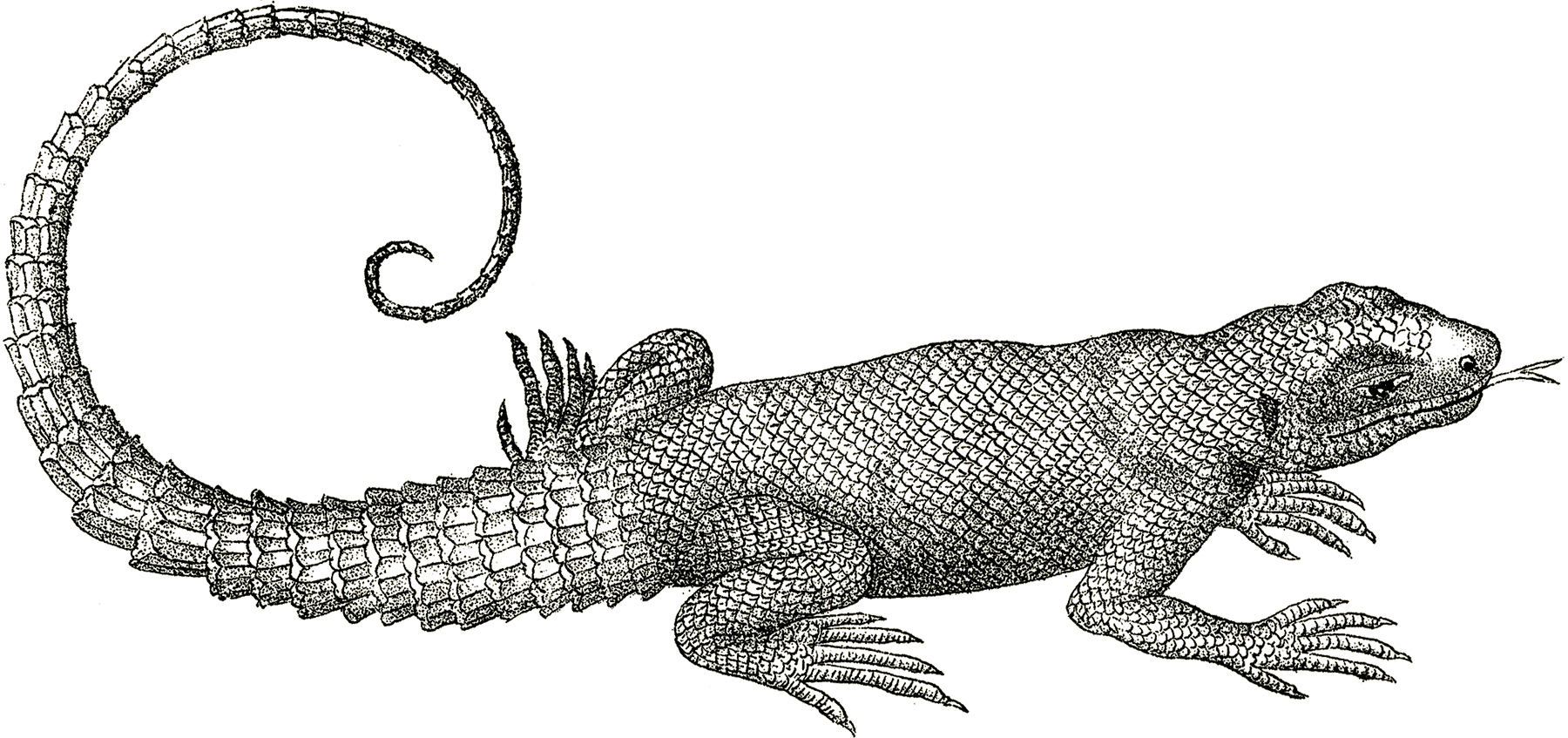Monitor lizard clipart 20 free Cliparts Download images on Clipground 2021