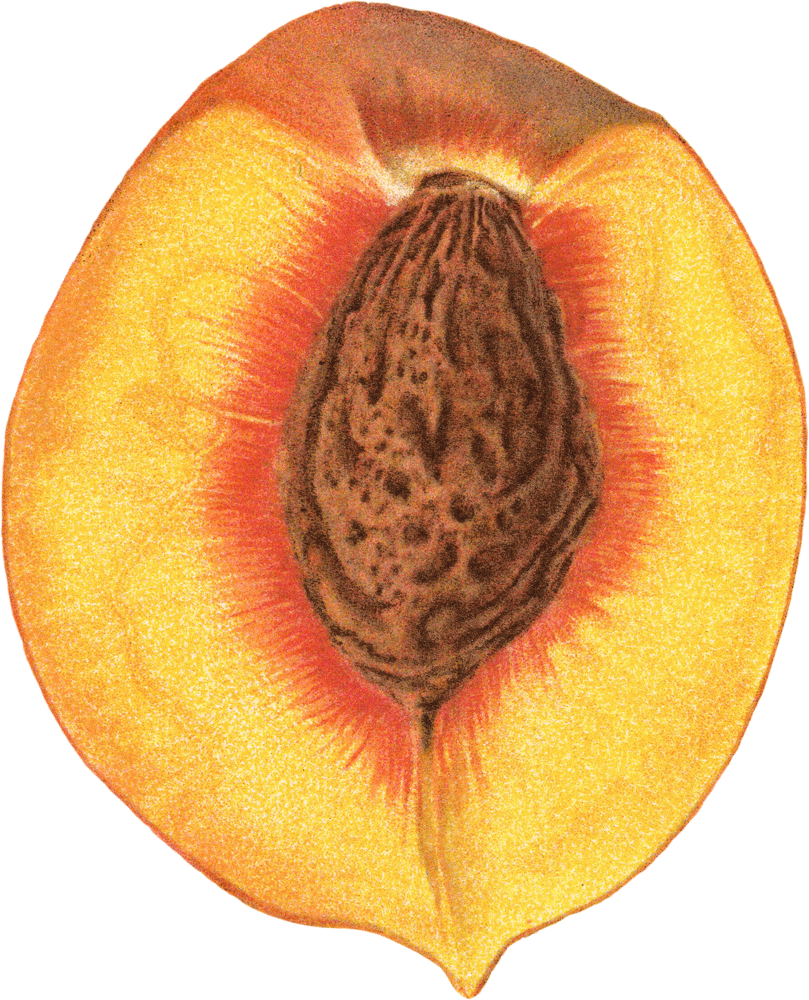 pits clipart 20 free Cliparts Download images on Clipground 2024