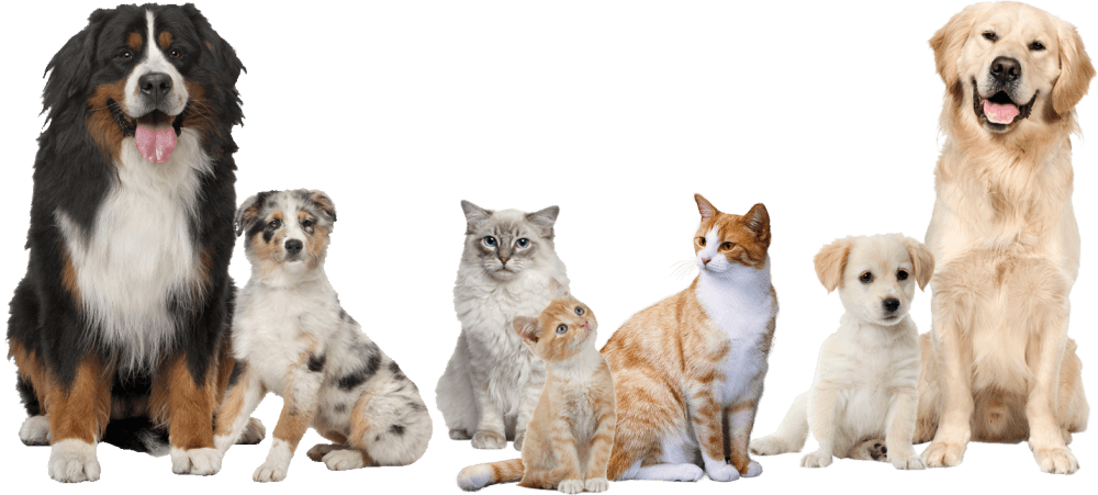 png pets 10 free Cliparts Download images on Clipground 2021