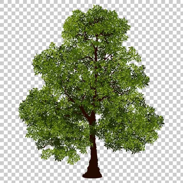realistic tree clipart 10 free Cliparts Download images on Clipground