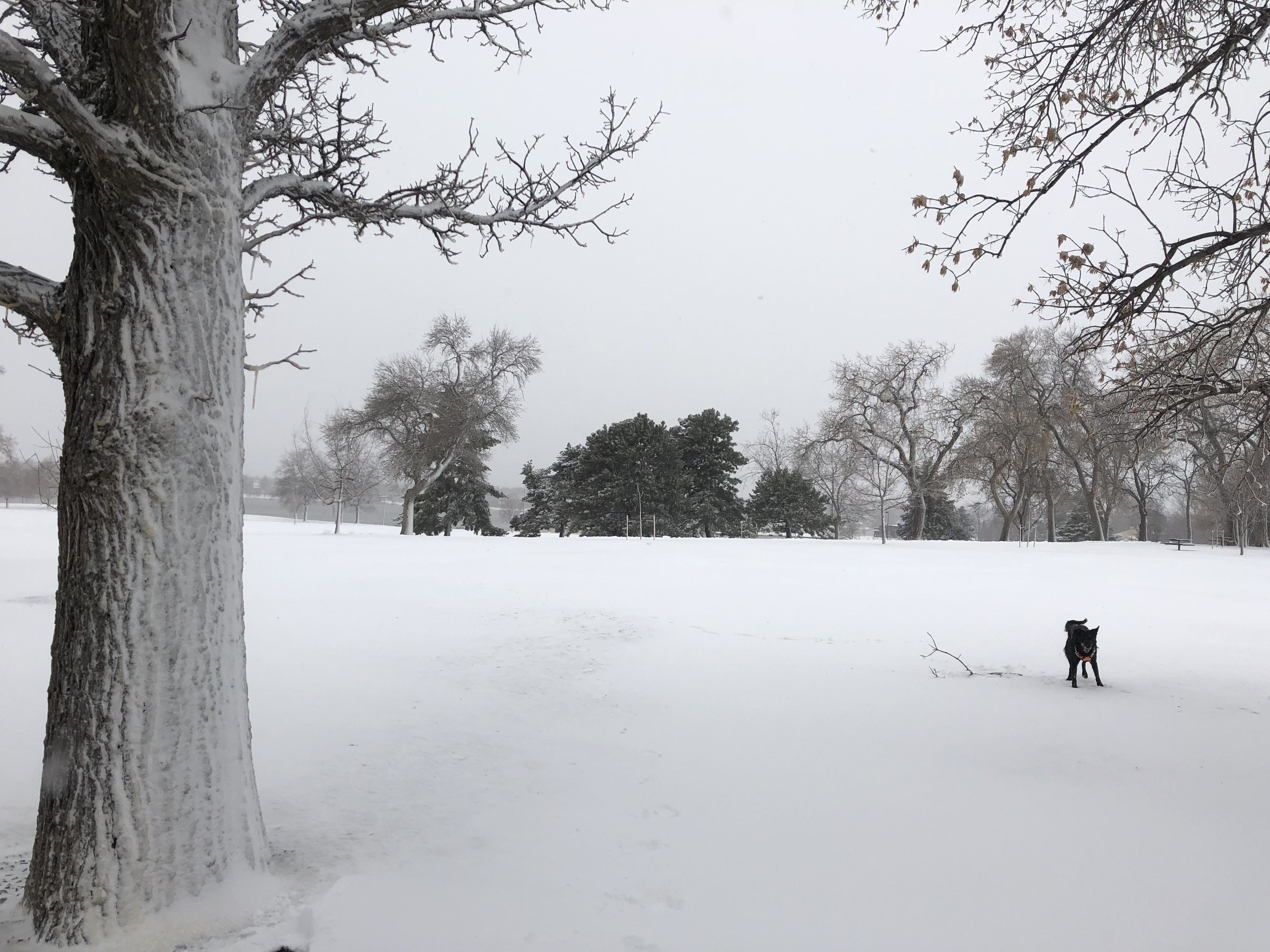 Walk in the snow with Snickers