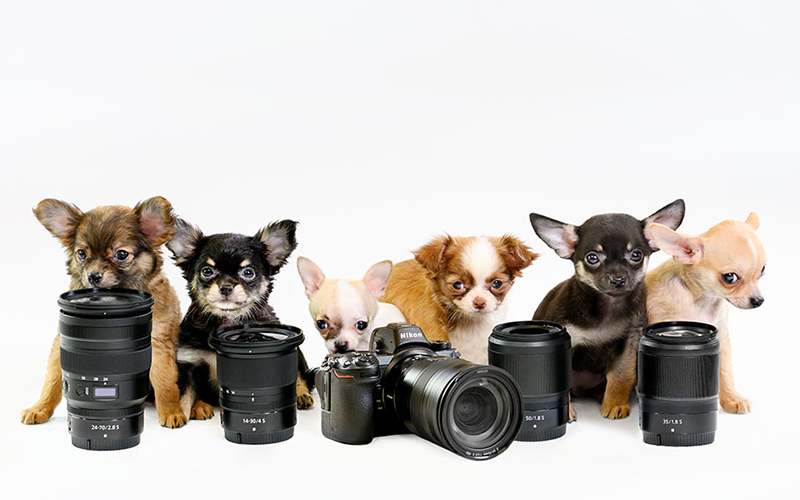 Amazing Pet Photography Tips and Tricks in 2021 Clipping Panda