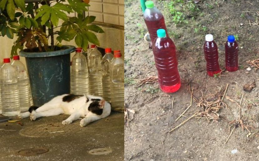 Cara Halau Kucing Guna Pewangi Pakaian Cuka Ini Cara Elak Kucing