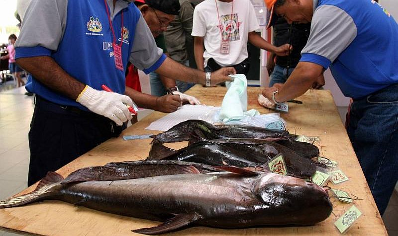 Harga Ikan Patin Tetap RM15 Sekilo Walaupun Bekalan