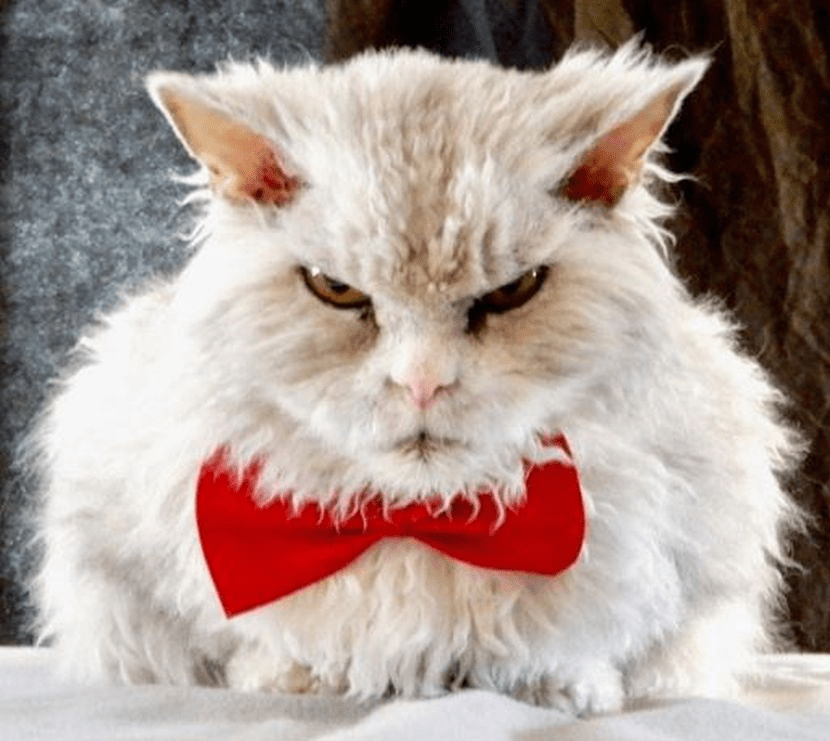 Muka berkerut, bengis... Pompous Albert kucing paling garang di dunia