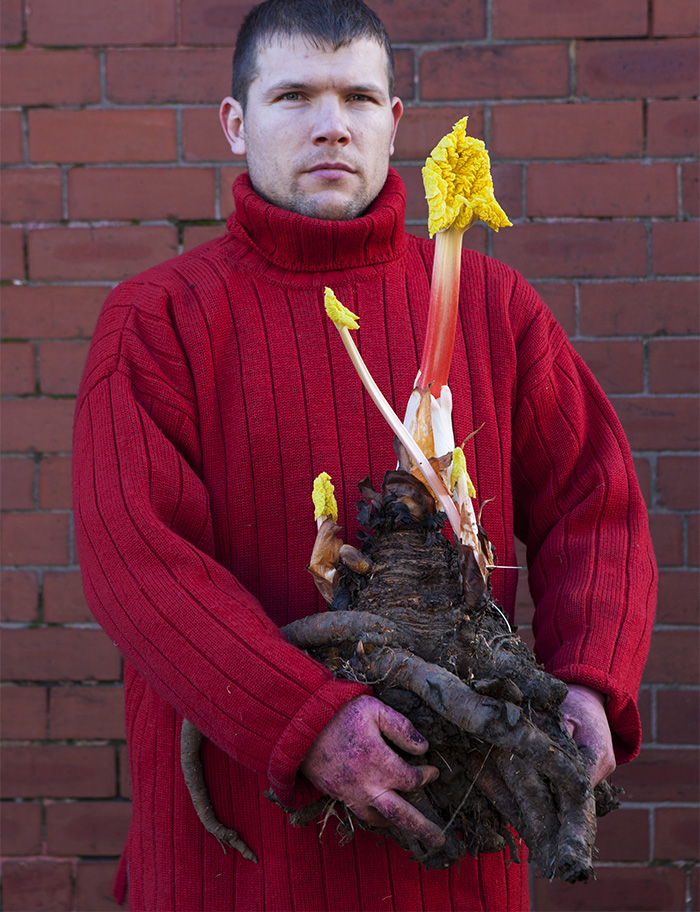 Forced Rhubarb