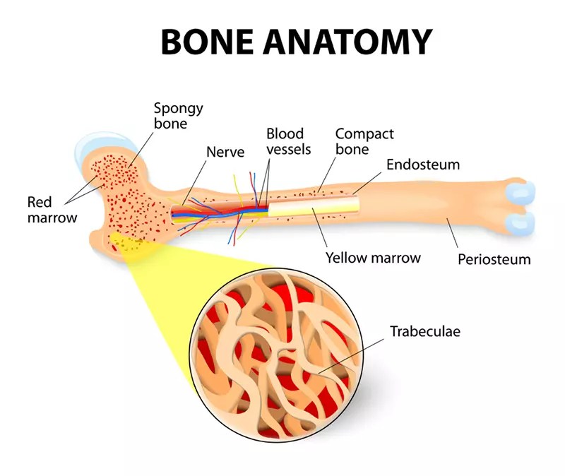 What is Bone Marrow? CLL Society