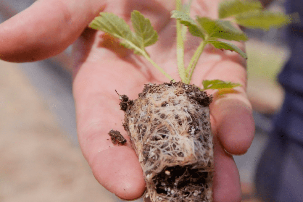 Clock House Farm grows the perfect raspberries for customers