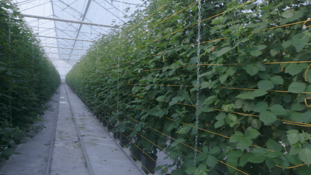 Linton growing celebrates successful second season Clock House Farm