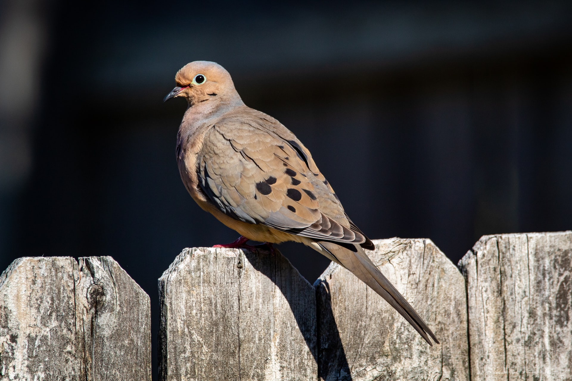 Mourning Dove Meaning And Symbolism Clocr