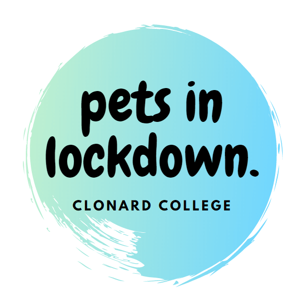 Pets in Lockdown Clonard College Geelong