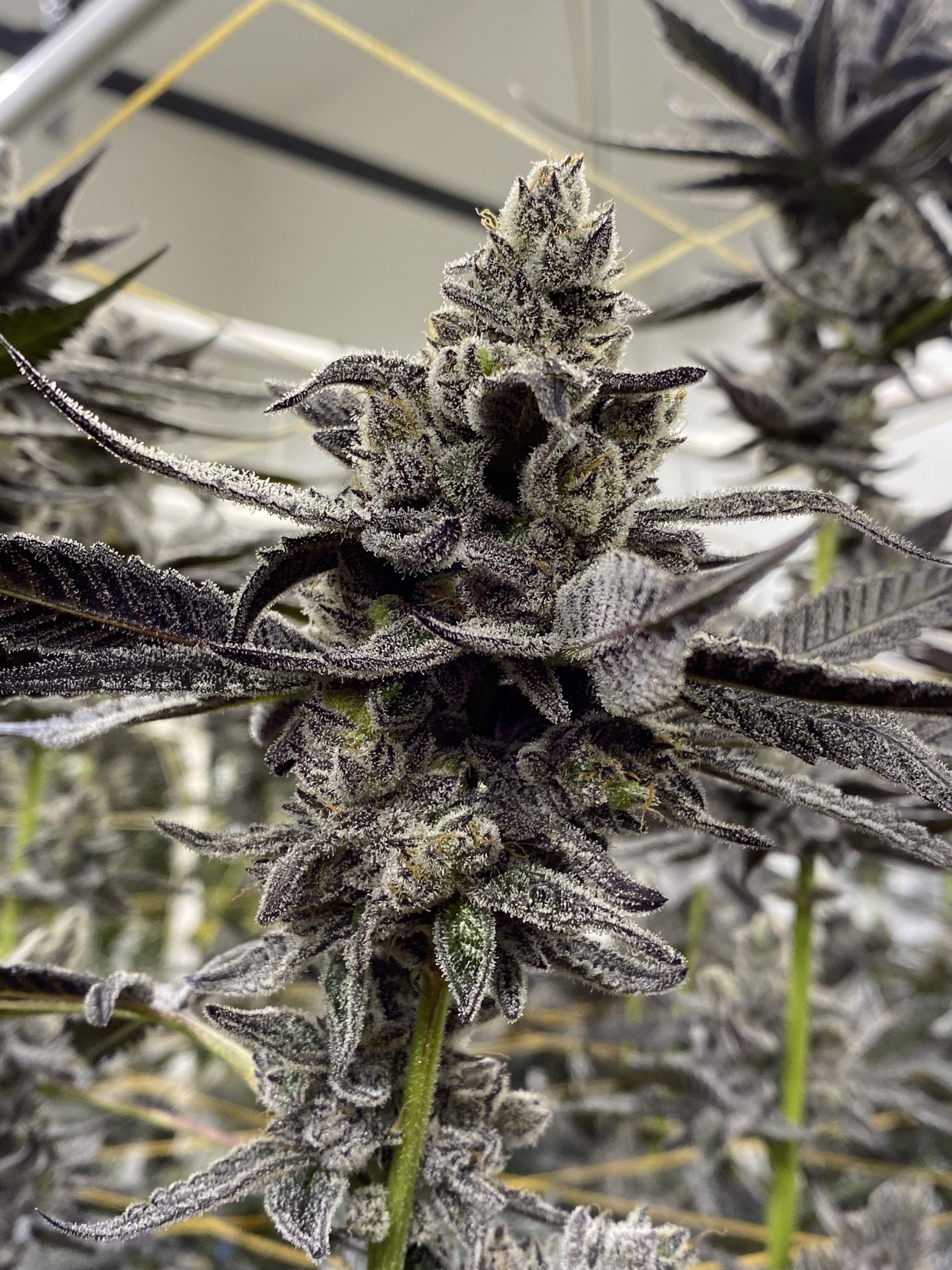 White Truffle Clones (GG4 X Peanut Butter Breath) Clones On Fire