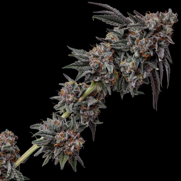 Lemon Cherry Gelato (Sunset Sherbet X Girl Scout Cookies) Clones On Fire