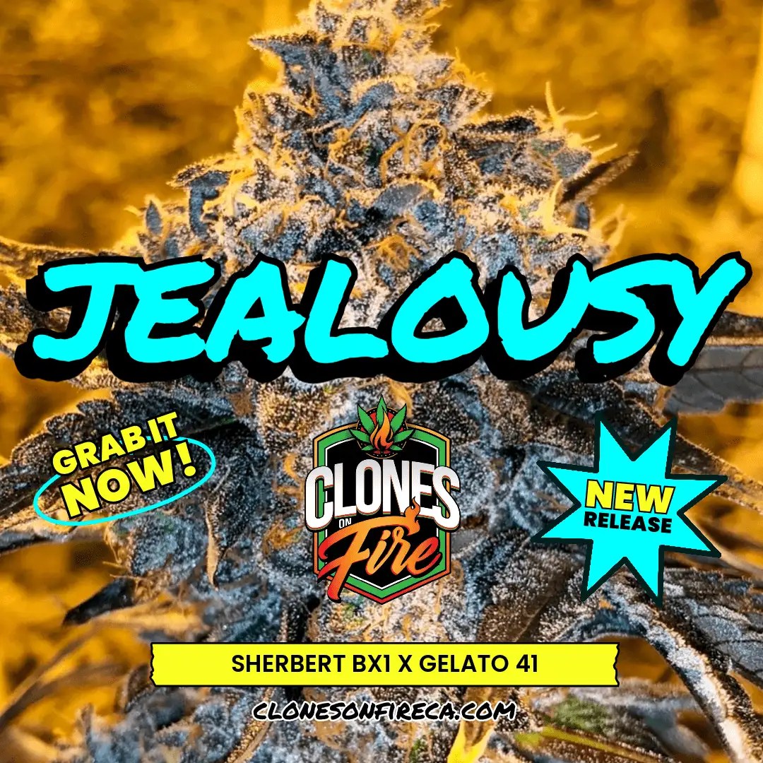 Jealousy Clones (Sherbert Bx1 x Gelato 41) Clones On Fire