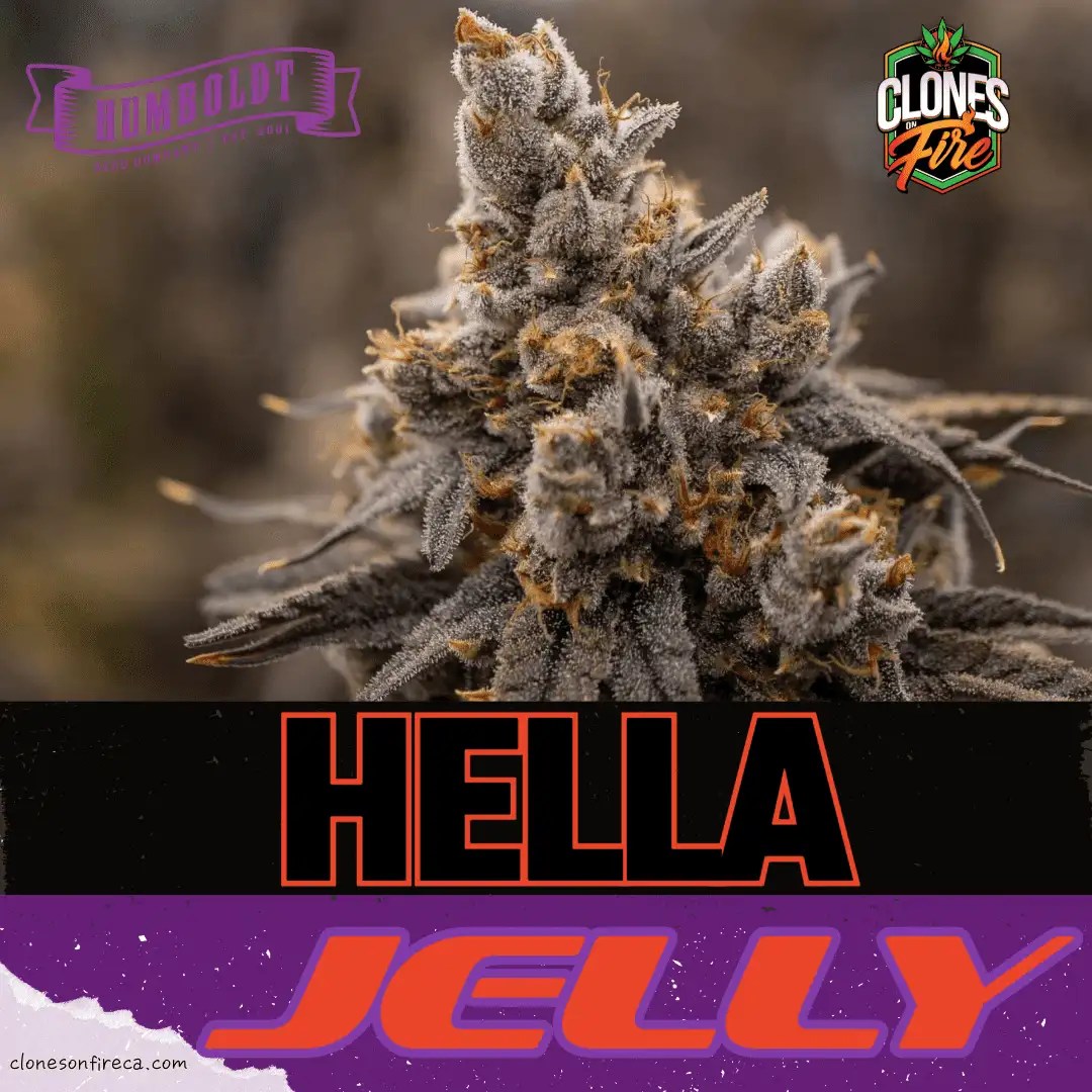 Hella Jelly Clones (Hella Jelly BX3 x Notorious T.H.C. x Very Cherry