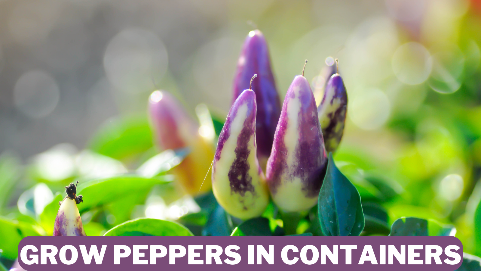 Best Steps To Grow Peppers In Containers In 2023