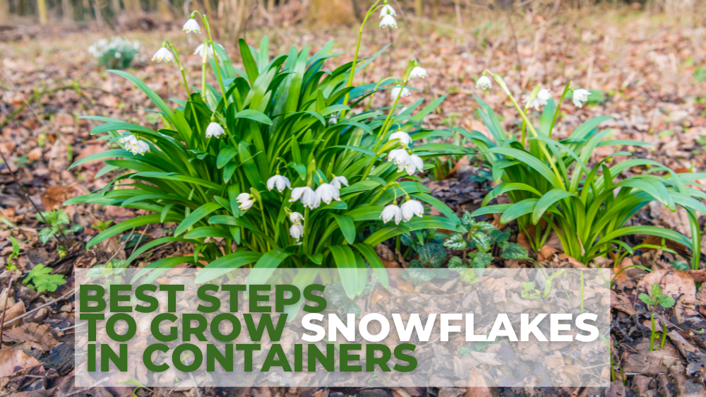 Best Steps To Grow Snowflakes In Containers In 2024