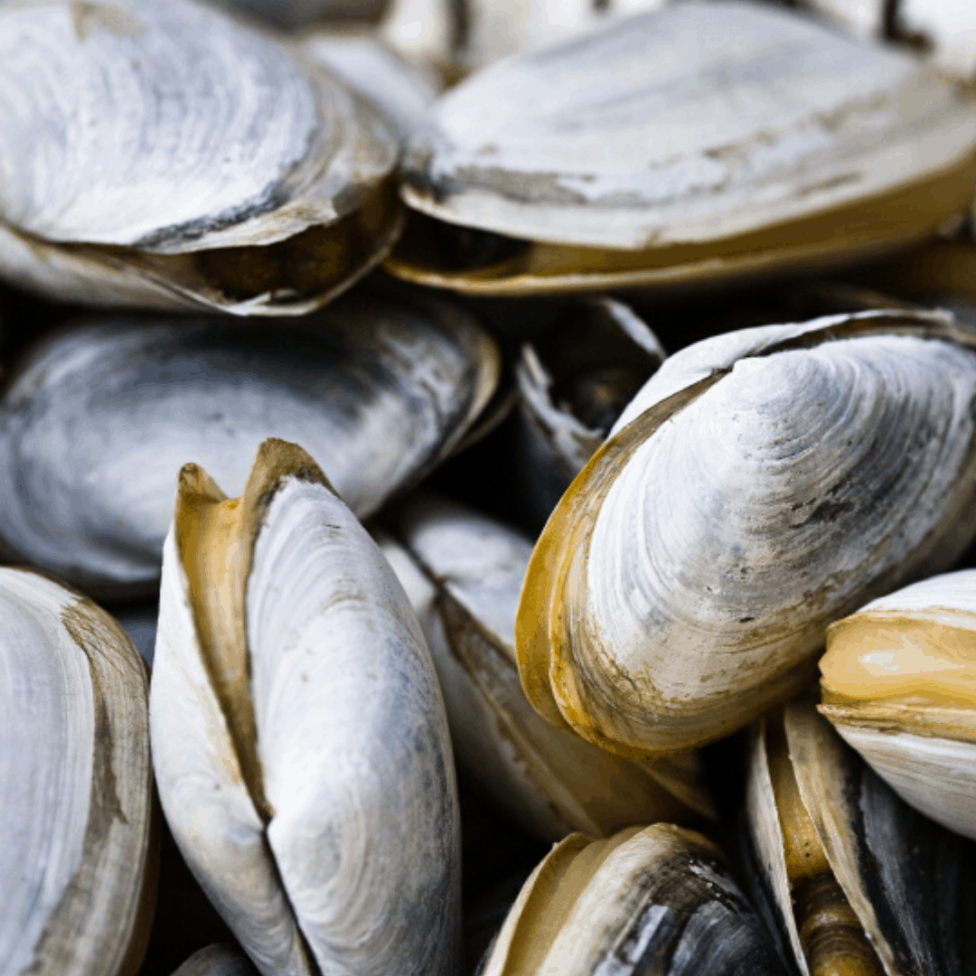 Steamers Close Harbour Seafood