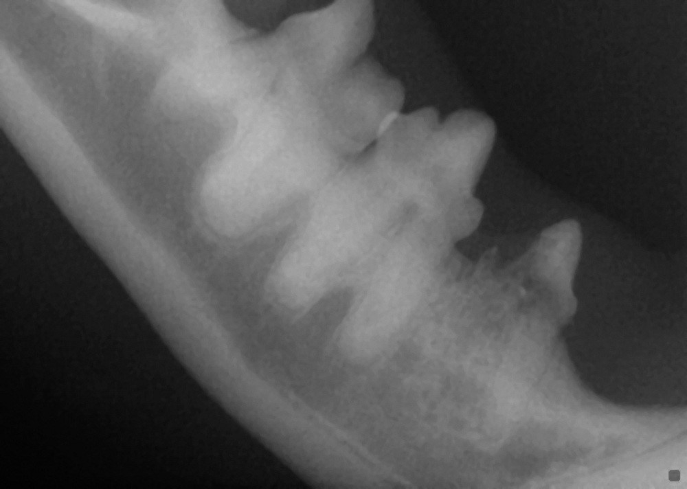 Dental Resorptive Lesions Close Veterinary Clinic