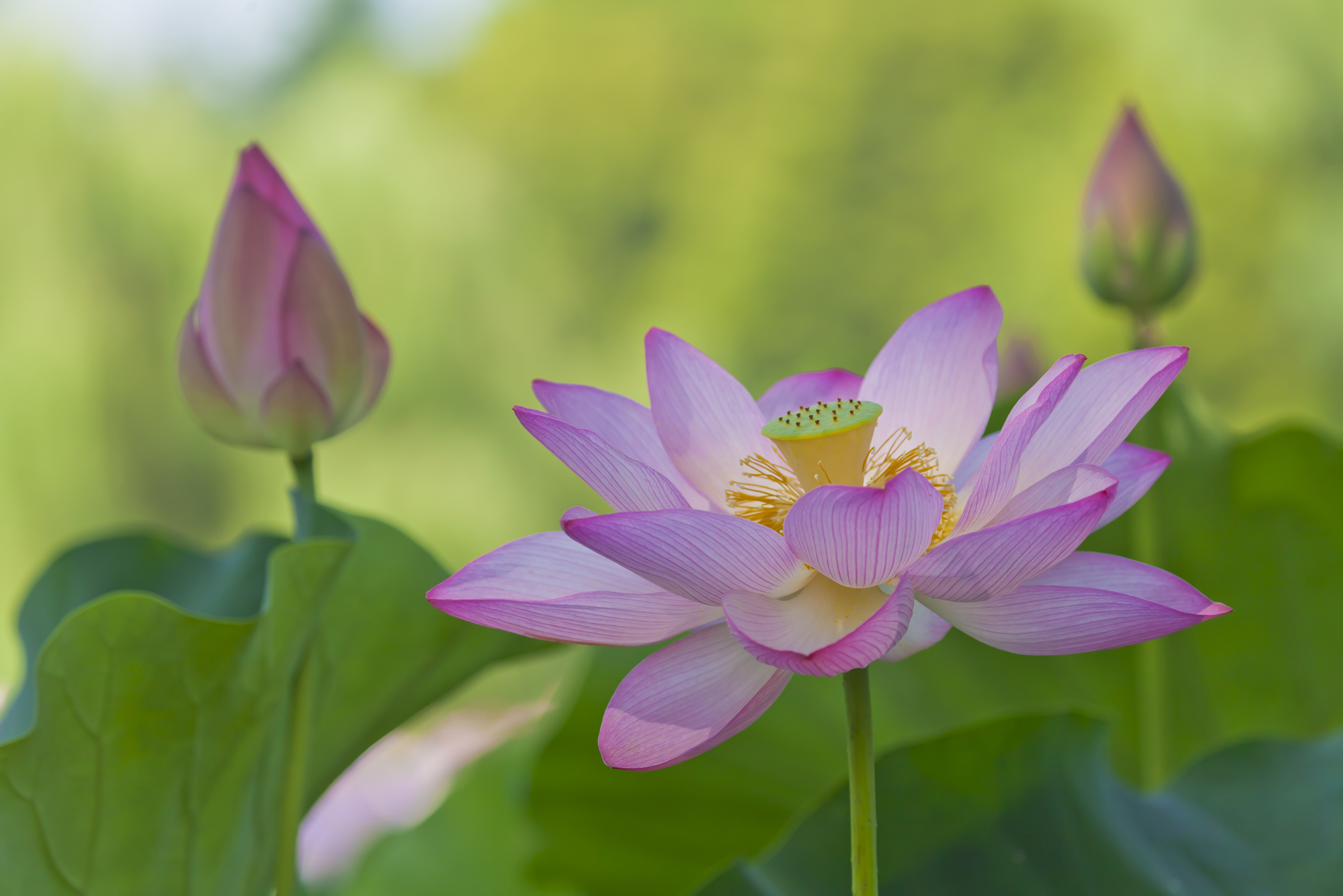 蓮の葉 の写真素材・画像素材. Image 29168439. 蓮の葉は、決して濡れない。 | Cloth App