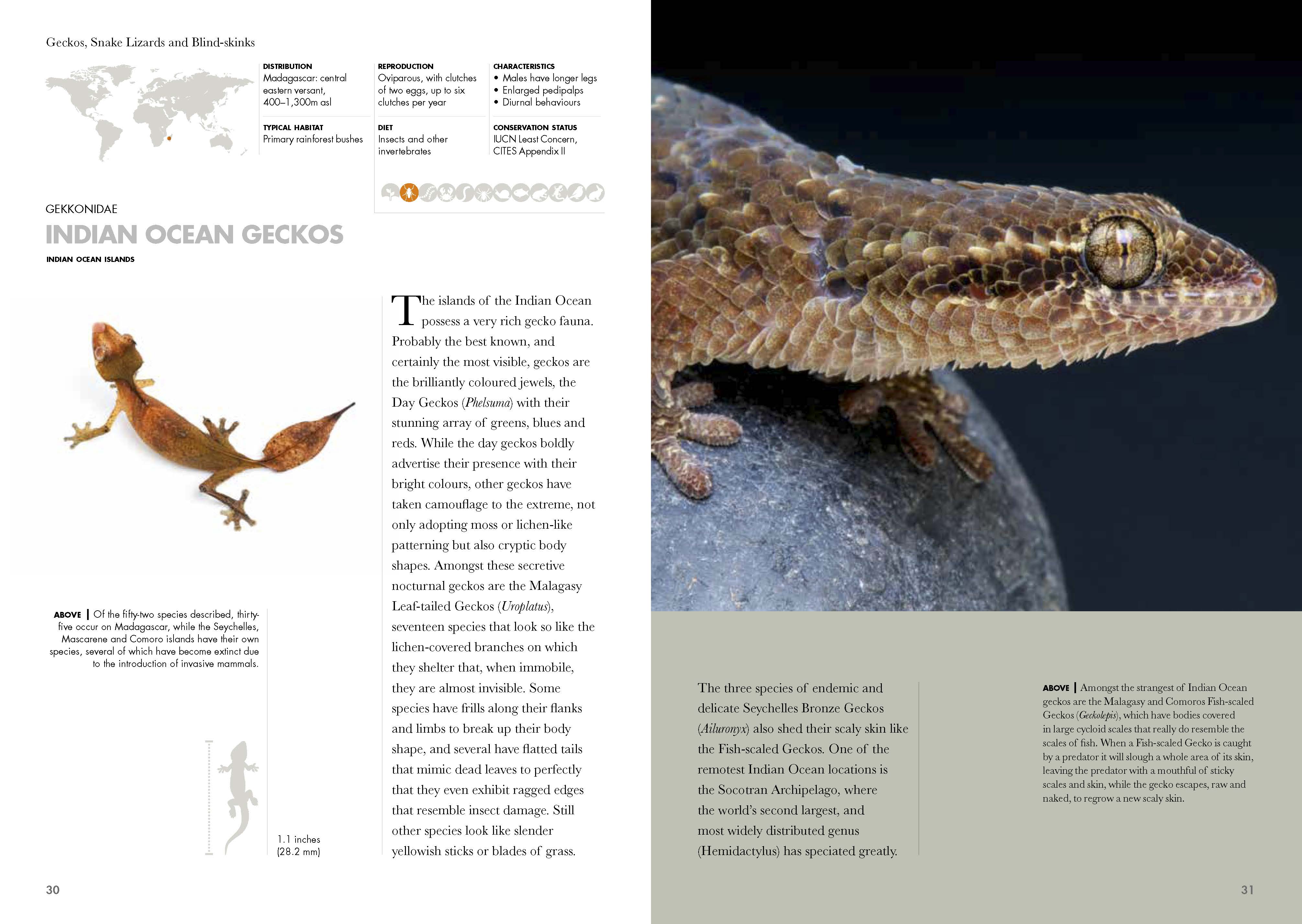 Lizards of the World by Mark O'Shea Quarto At A Glance The Quarto Group