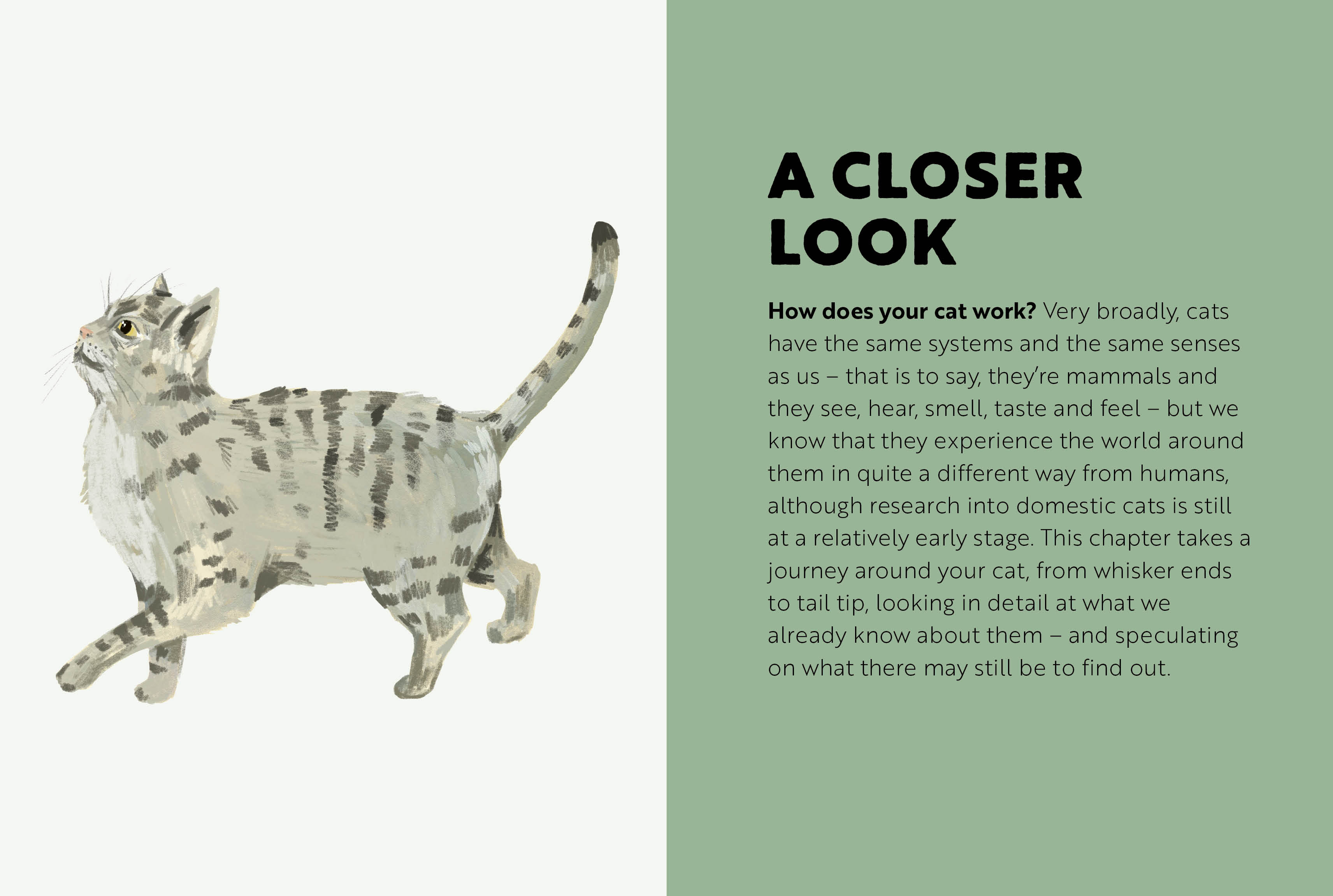 How to Raise a Happy Cat by Sophie Collins Quarto At A Glance The