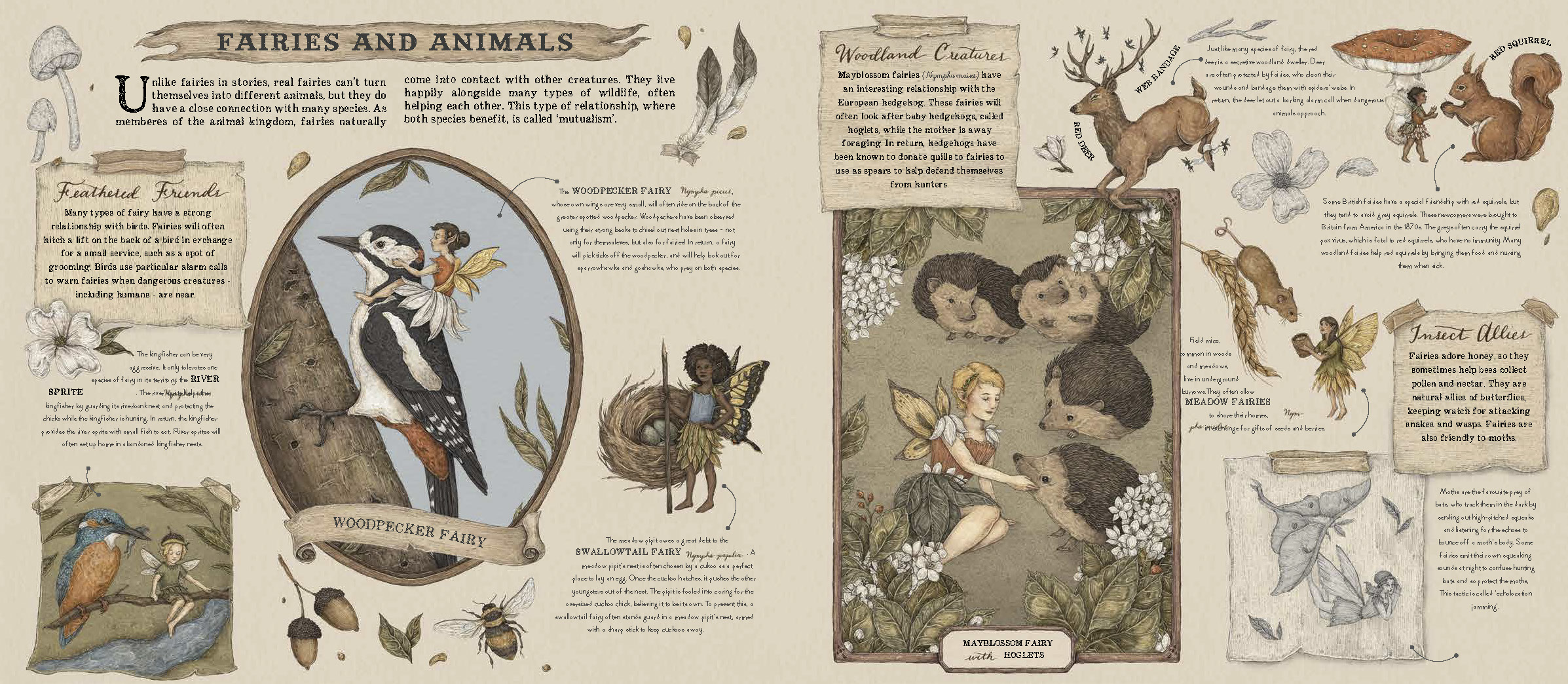 A Natural History of Fairies by Emily Hawkins Quarto At A Glance