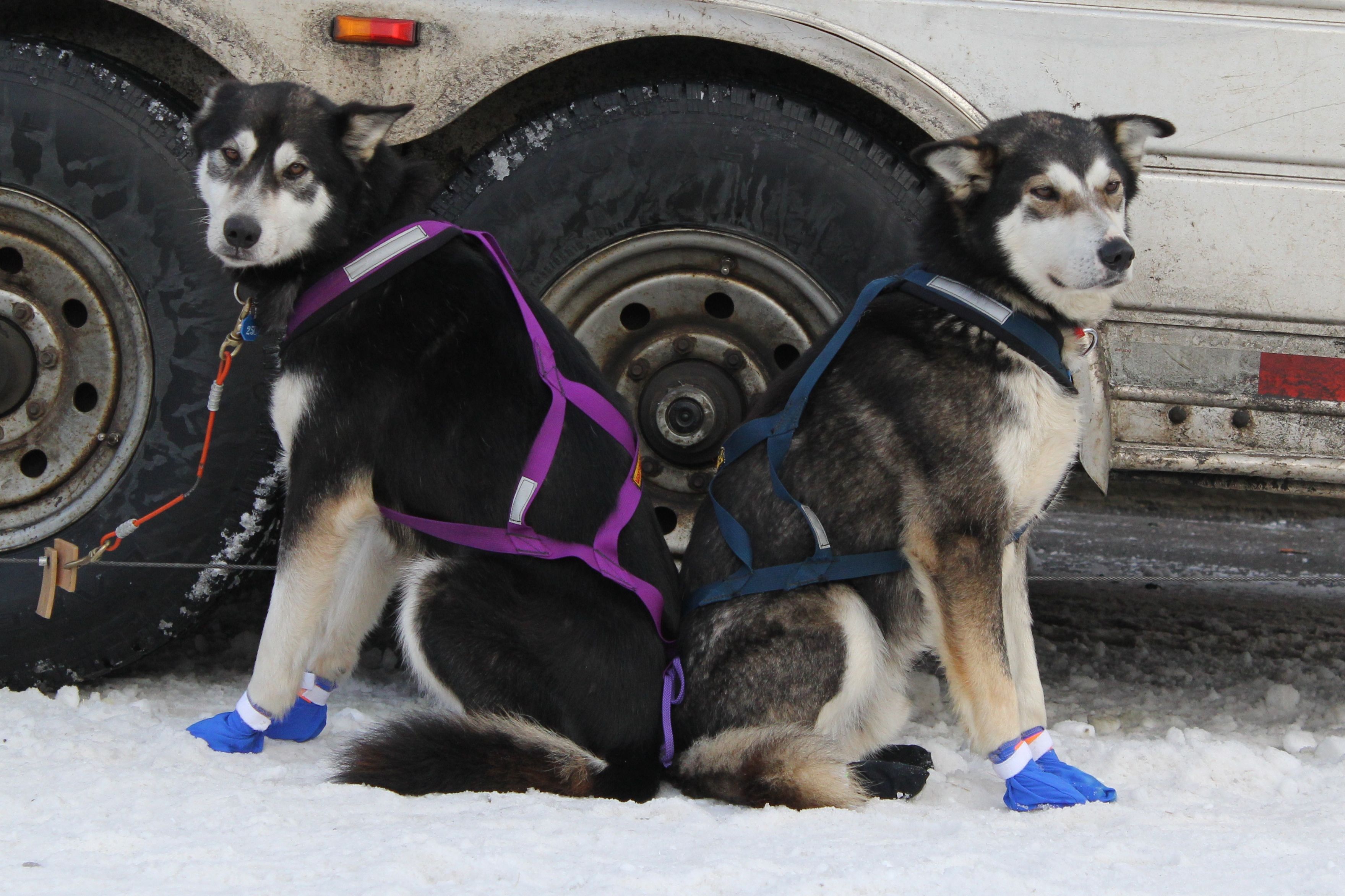 Zoom Lens Wheel Dogs Iditarod