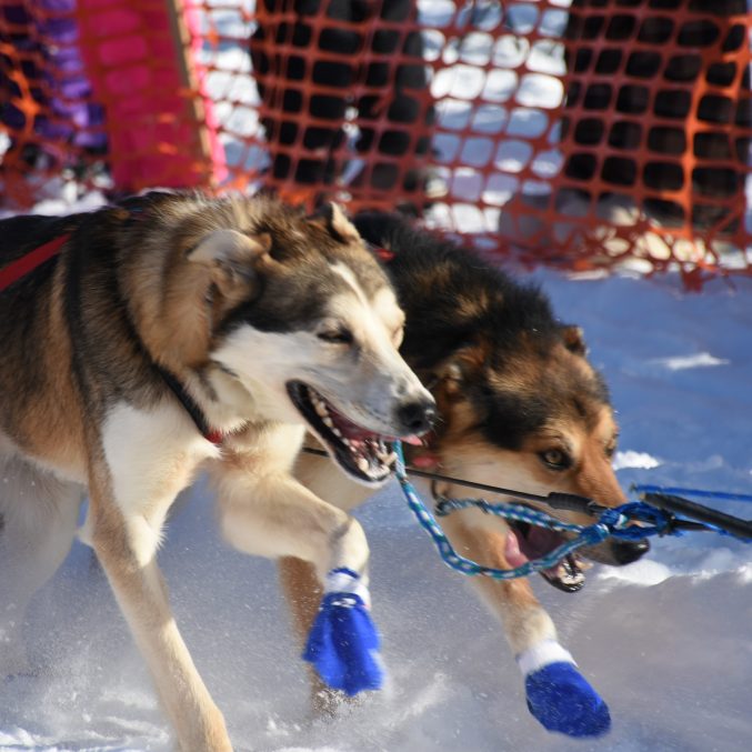 Why Do Iditarod Dogs Wear Booties