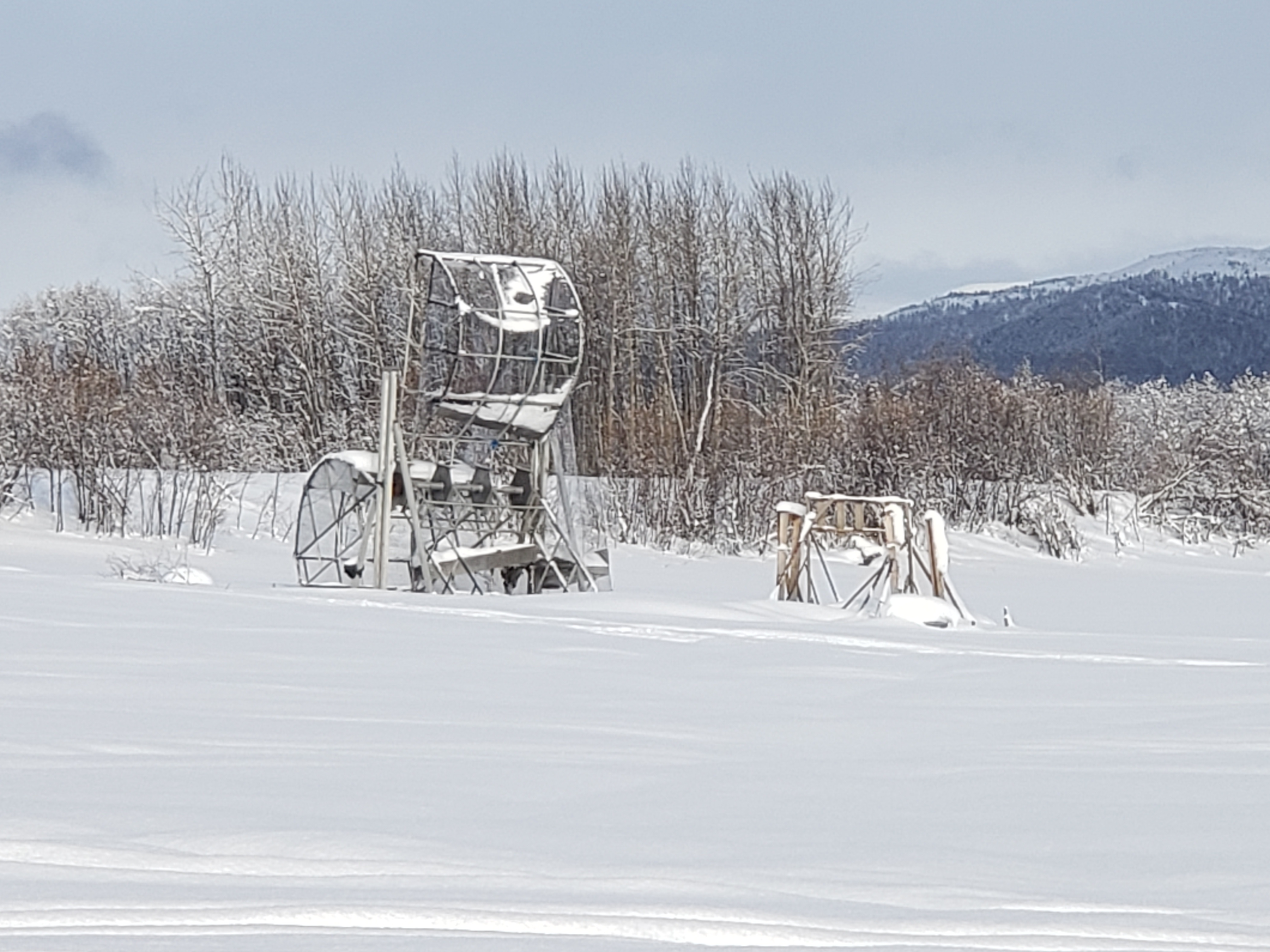 Update from Kaltag Iditarod
