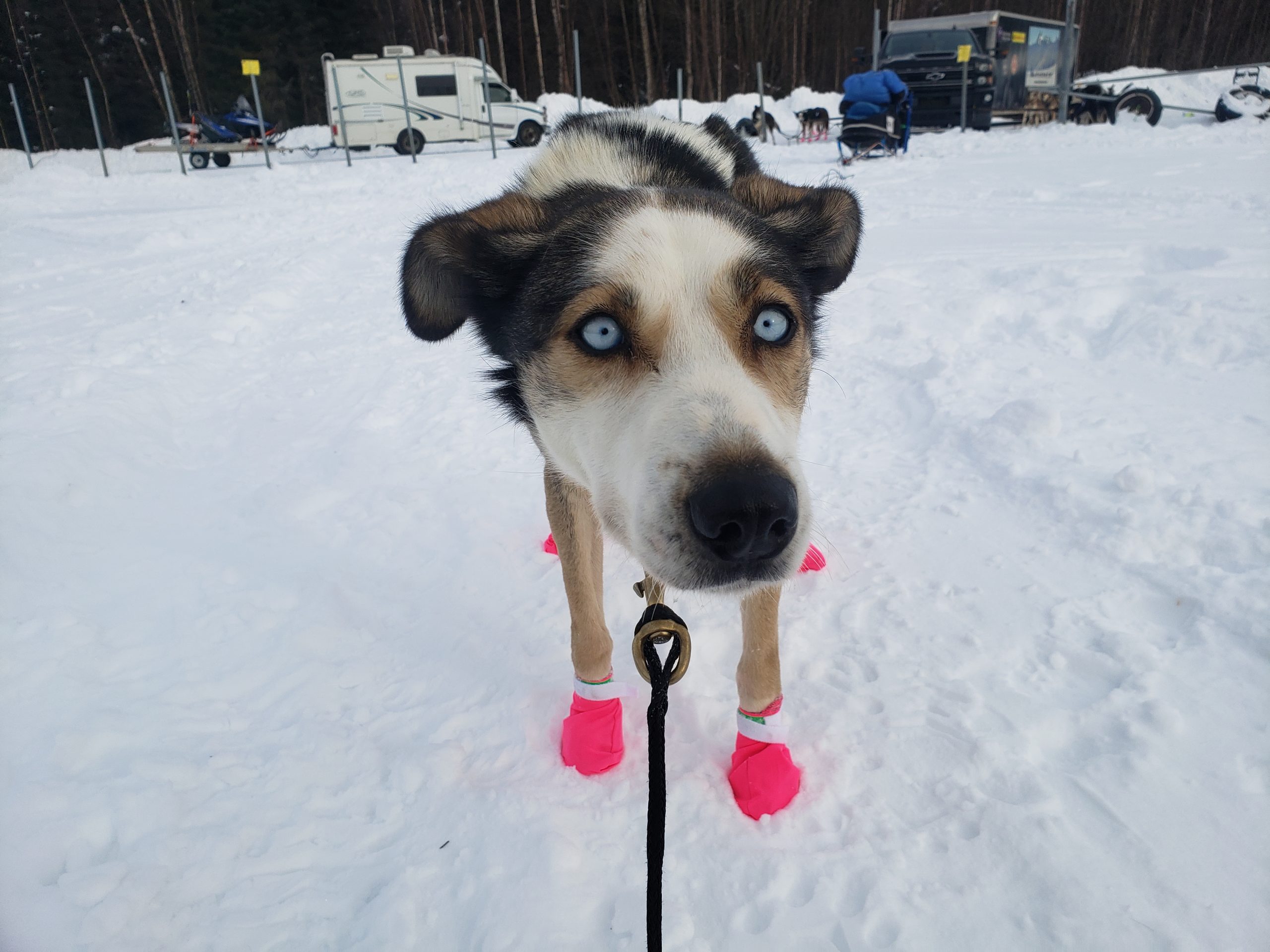 Mushers training at Chugiak Dog Sled Track Iditarod
