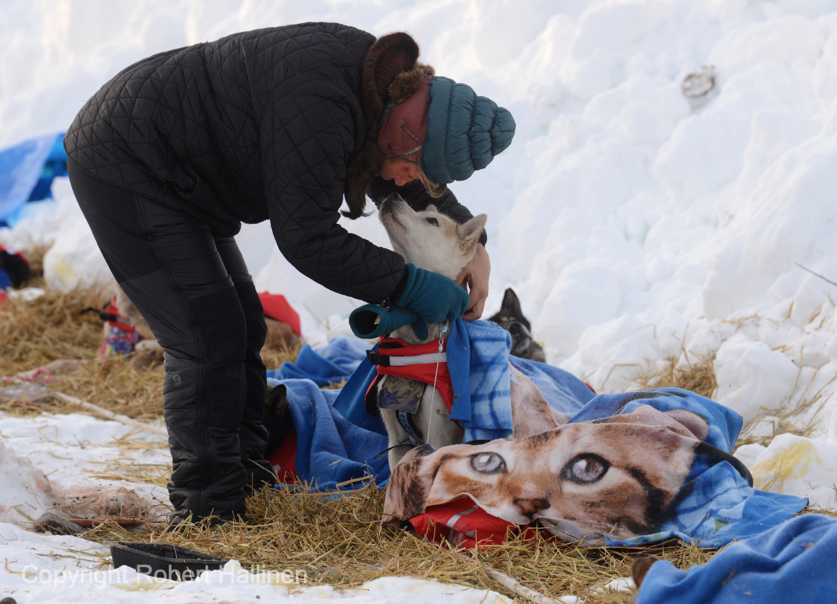 Karin Hendrickson scratches at Shaktoolik checkpoint Iditarod
