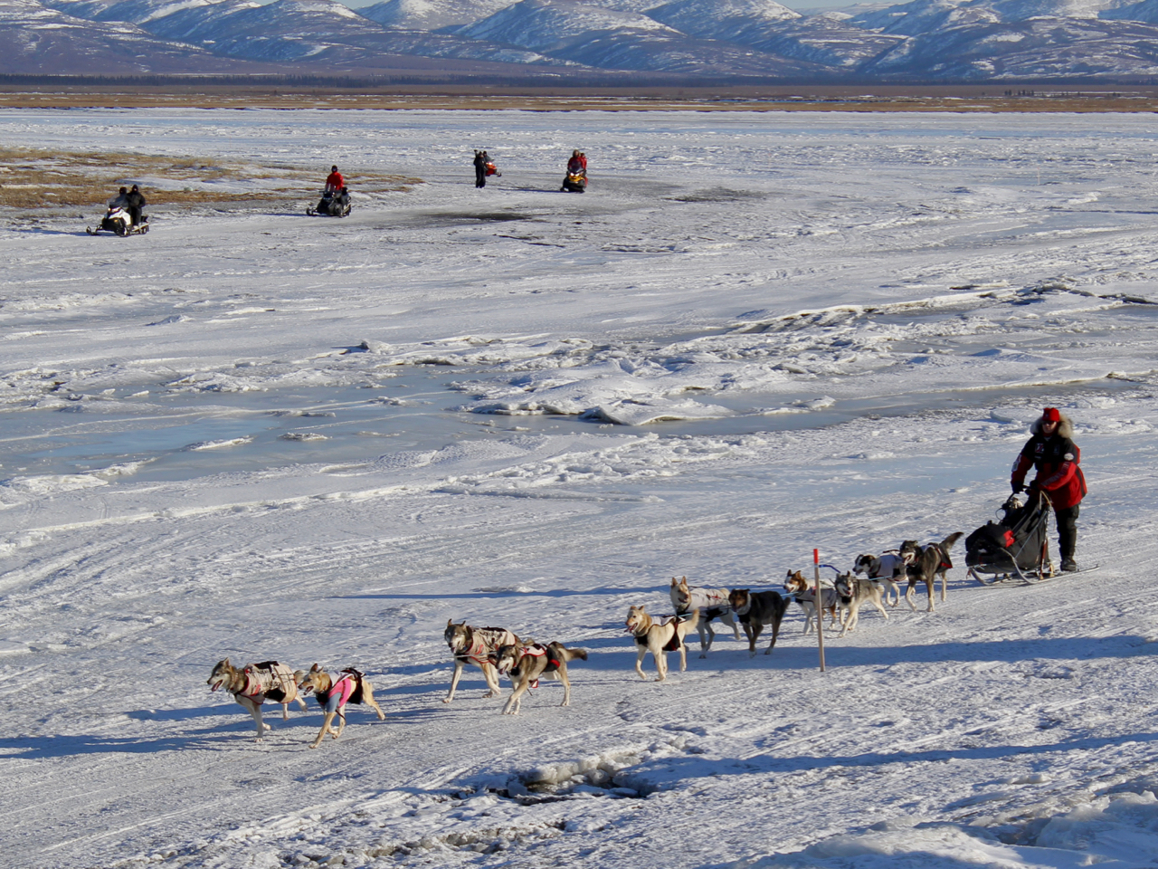 How do sled dogs find their way? Iditarod
