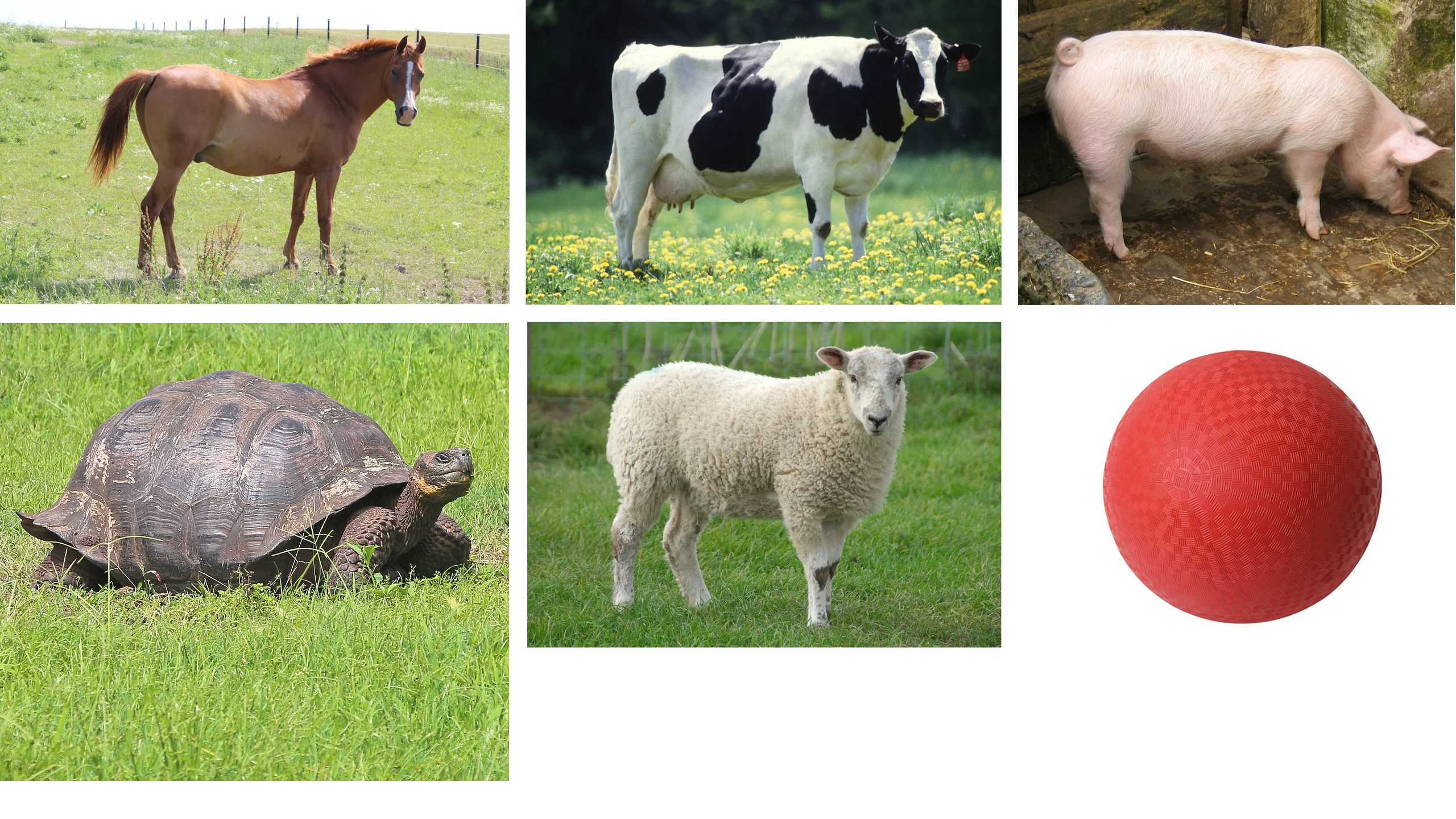 Can animals laugh? Mystery Doug