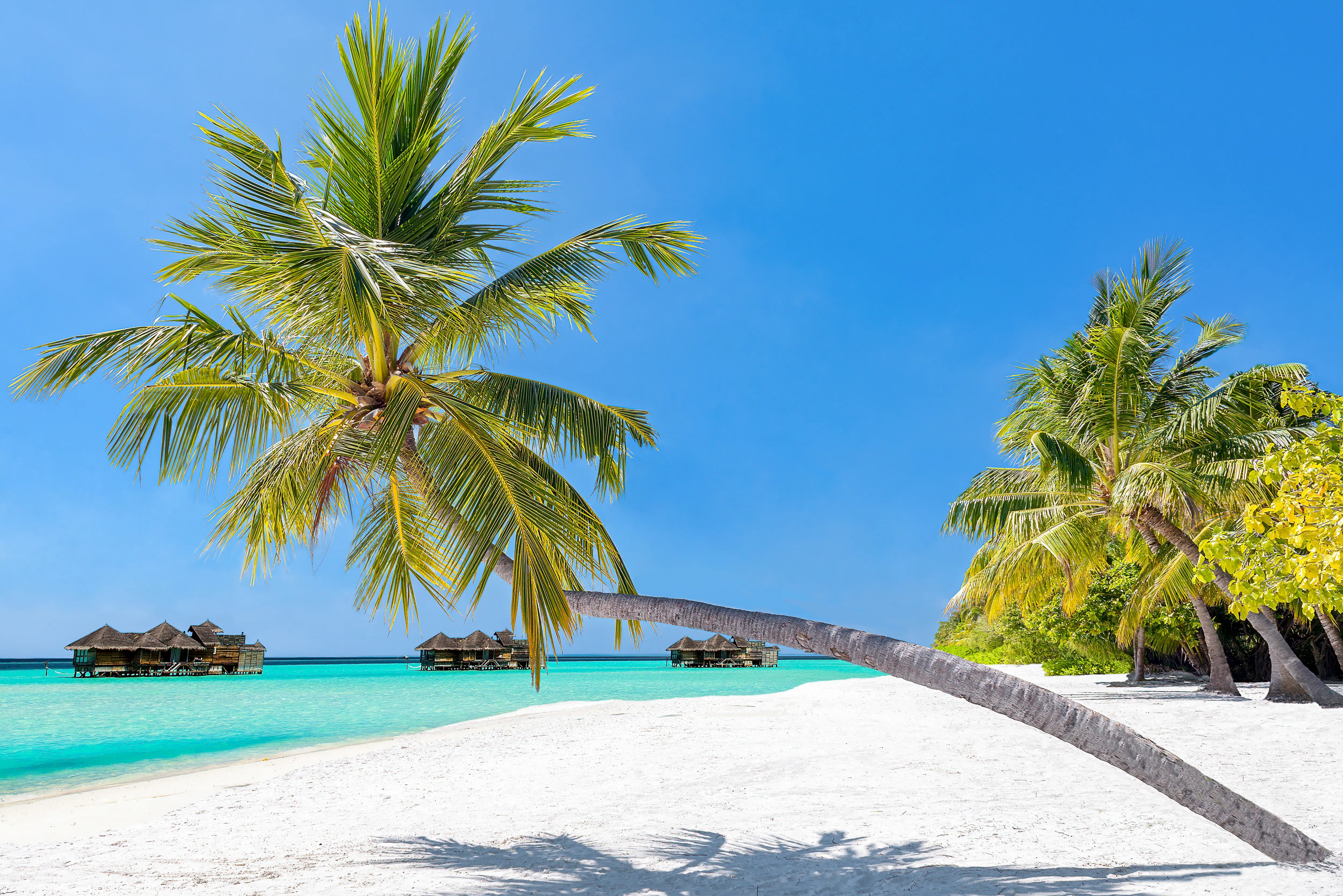 Malediven Urlaub 2025 » Günstig Reisen auf die Malediven TUI Malediven Urlaub 2025 » Günstig Reisen auf die Malediven TUI